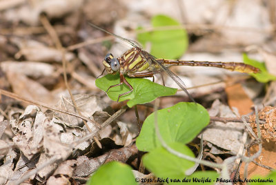 Sandhill ClubtailPhanogomphus cavillaris