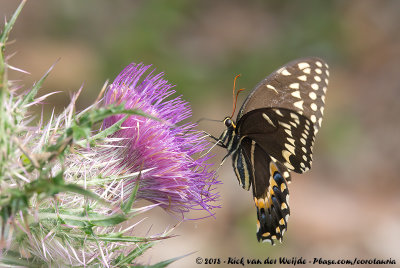 Palamedes Swallowtail  (Papilio palamedes)