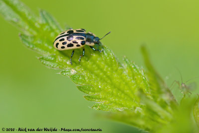 Spotted Willow Leaf Beetle  (Gevlekt Wilgenhaantje)