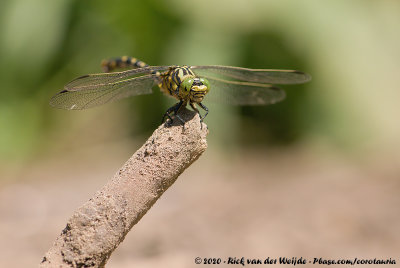 Small PincertailOnychogomphus forcipatus forcipatus