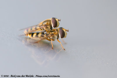 Migrant HoverflyEupeodes corollae