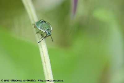 Green Shield BugPalomena prasina