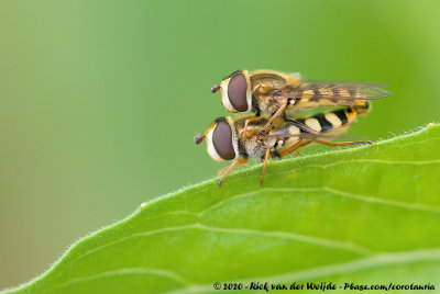 Migrant Hoverfly  (Terrasjeskommazweefvlieg)