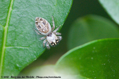(Jumping Spider)Macaroeris nidicolens