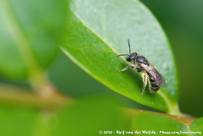 (Furrow Bee)Lasioglossum sexstrigatum/monstrificum