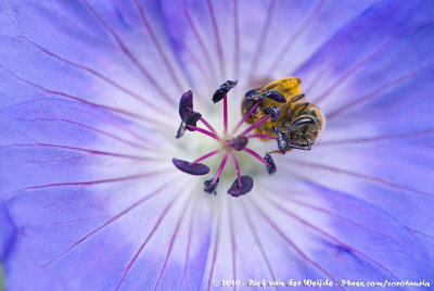 Sweat Bee Spec.Lasioglossum (Leuchalictus) spec.