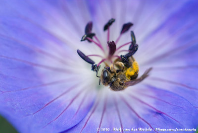 Sweat Bee Spec.Lasioglossum (Leuchalictus) spec.