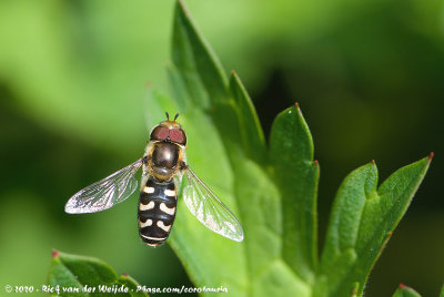 Pied HoverflyScaeva pyrastri