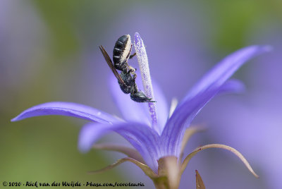 Chelostoma rapunculi  (Grote Klokjesbij)