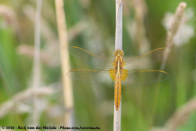 Scarlet DarterCrocothemis erythraea