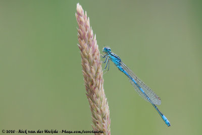 Dainty DamselflyCoenagrion scitulum