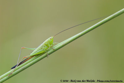 Long-Winged ConeheadConocephalus fuscus