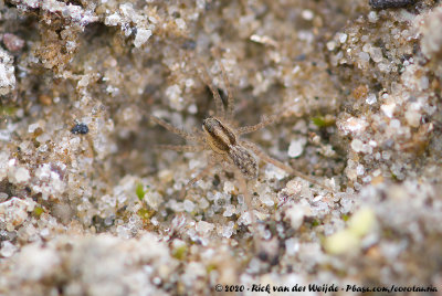 Black-Palp Wolf SpiderPardosa nigriceps