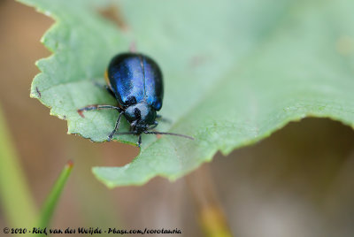 Alder Leaf BeetleAgelastica alni