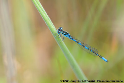 Dainty DamselflyCoenagrion scitulum