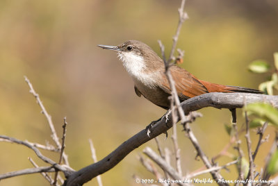 Crag ChiliaOchetorhynchus melanurus melanurus