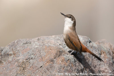 Crag ChiliaOchetorhynchus melanurus melanurus