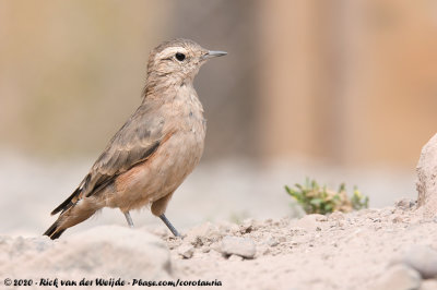 Rufous-Banded MinerGeositta rufipennis fasciata