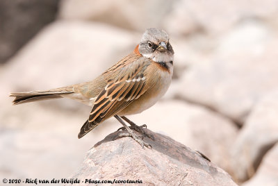 Rufous-Collared SparrowZonotrichia capensis australis