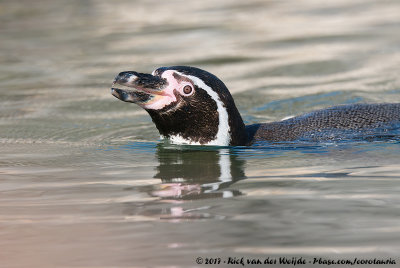 Humboldt Penguin<br><i>Spheniscus humboldti</i>