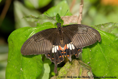 Common Mormon<br><i>Papilio polytes romulus</i>