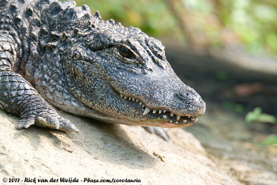 Chinese Alligator<br><i>Alligator sinensis</i>