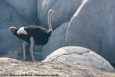 Common Ostrich  (Struisvogel)