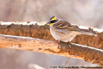 Yellow-Throated BuntingEmberiza elegans elegans