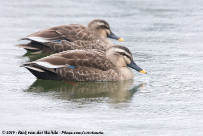 Eastern Spot-Billed DuckAnas zonorhyncha