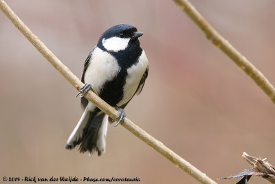 Japanese TitParus minor minor