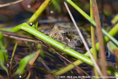 Southern Cricket Frog  (Zuidelijke Krekelkikker)