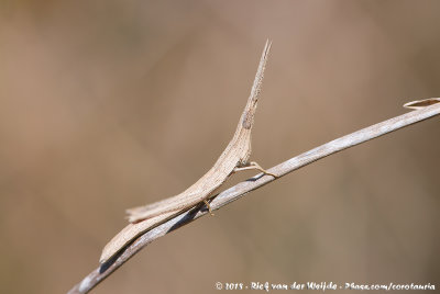 Long-Headed Toothpick GrasshopperAchurum carinatum
