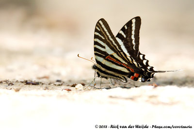 Zebra Swallowtail  (Eurytides marcellus)