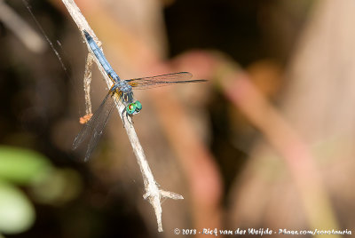 Blue DasherPachydiplax longipennis