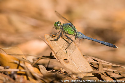 Eastern PondhawkErythemis simplicicollis