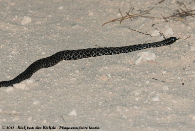 Pygmy RattlesnakeSistrurus miliarius barbouri