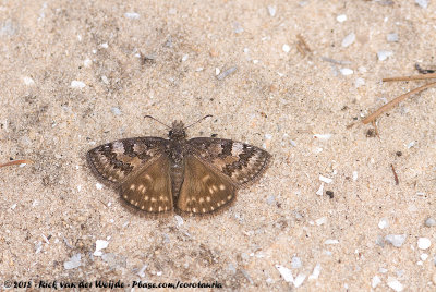 Sleepy DuskywingErynnis brizo somnus