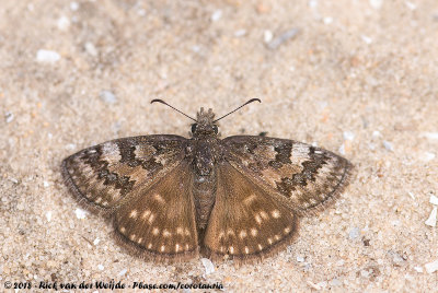 Sleepy DuskywingErynnis brizo somnus