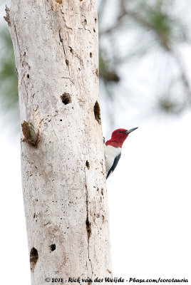 Red-Headed WoodpeckerMelanerpes erythrocephalus