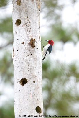 Red-Headed Woodpecker  (Roodkopspecht)