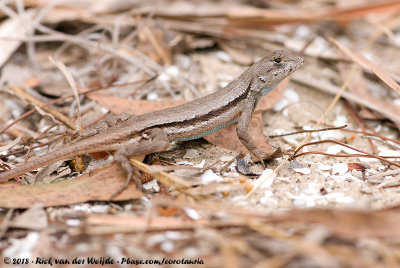 Florida Scrub Lizard<br><i>Sceloporus woodi</i>