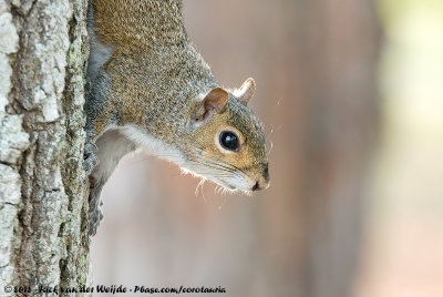 Eastern Grey SquirrelSciurus carolinensis carolinensis