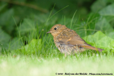 European RobinErithacus rubecula rubecula