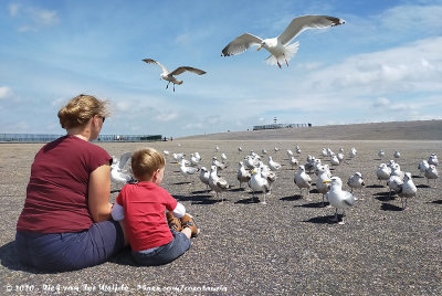 Gull Feeding