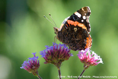 Red AdmiralVanessa atalanta atalanta