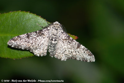 Peppered MothBiston betularia betularia