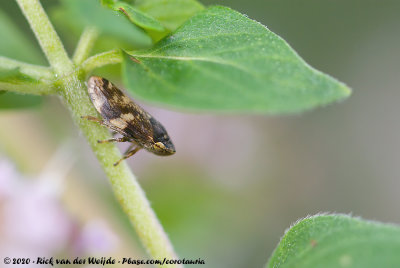 Meadow FroghopperPhilaenus spumarius