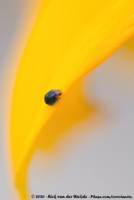 Hop Dwarf Ladybug  (Roodkopkapoentje)