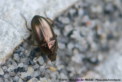 (Ground Beetle)Amara aenea