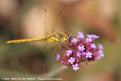 Vagrant DarterSympetrum vulgatum vulgatum